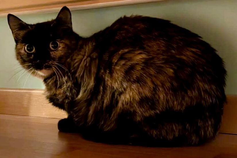 Vermisstmeldung Katze  Weiblich , 2 jahre Lausanne Schweiz