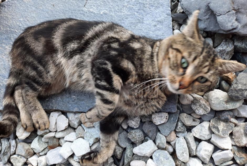 Alerta de Hallazgo Gato cruce Macho Ardon Suiza