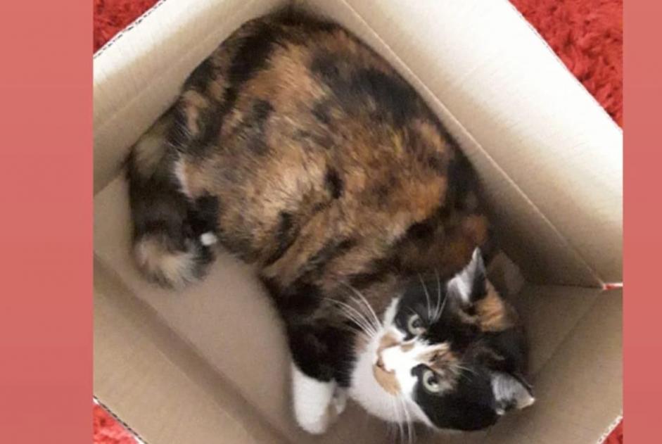Alerta desaparecimento Gato Fêmea , 20 anos Givisiez Switzerland